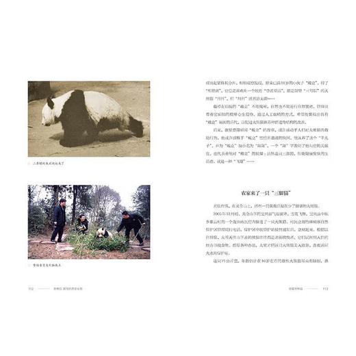 【中商原版】大熊猫 国宝的百年传奇 高富华 五洲传播出版社 商品图4