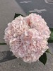 甜蜜璀璨绣球花1支 商品缩略图3