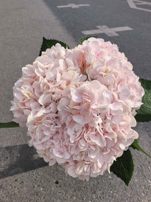 甜蜜璀璨绣球花1支 商品图3