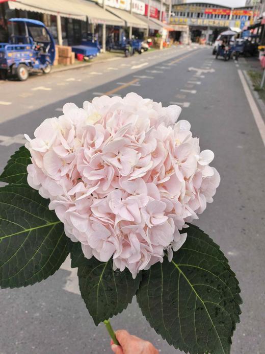 甜蜜璀璨绣球花1支 商品图1
