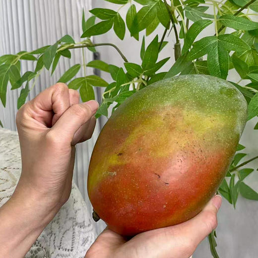 【大脸肌肉芒】青皮也香甜 | 攀枝花凯特芒果/大脸芒 新鲜水果 4.5斤/8斤  彩箱装/礼盒装 商品图1