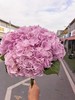 初恋绣球花1支 商品缩略图2