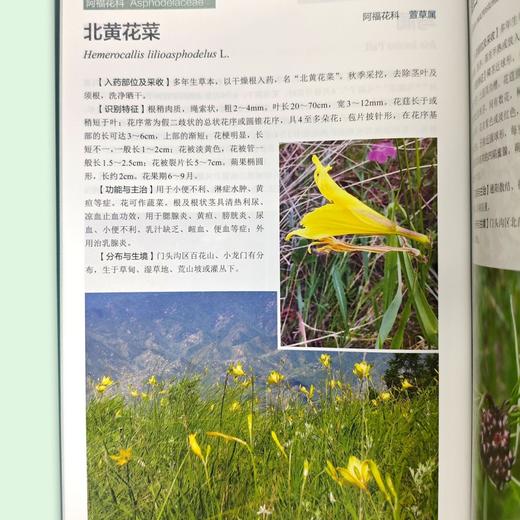 北京门头沟区药用植物图谱 商品图5