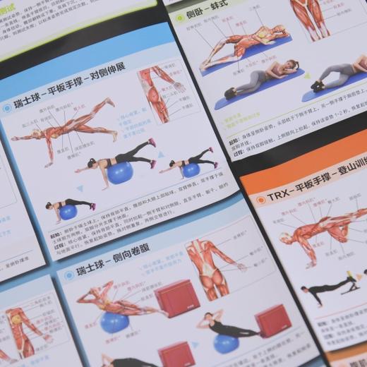 核心稳定性训练解剖挂图 商品图3