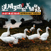 【顺丰包邮】河南信阳固始鹅块1350g正宗熟食鹅汤菜肴火锅方便速食 商品缩略图4