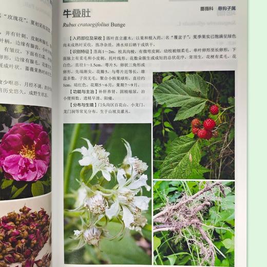 北京门头沟区药用植物图谱 商品图4