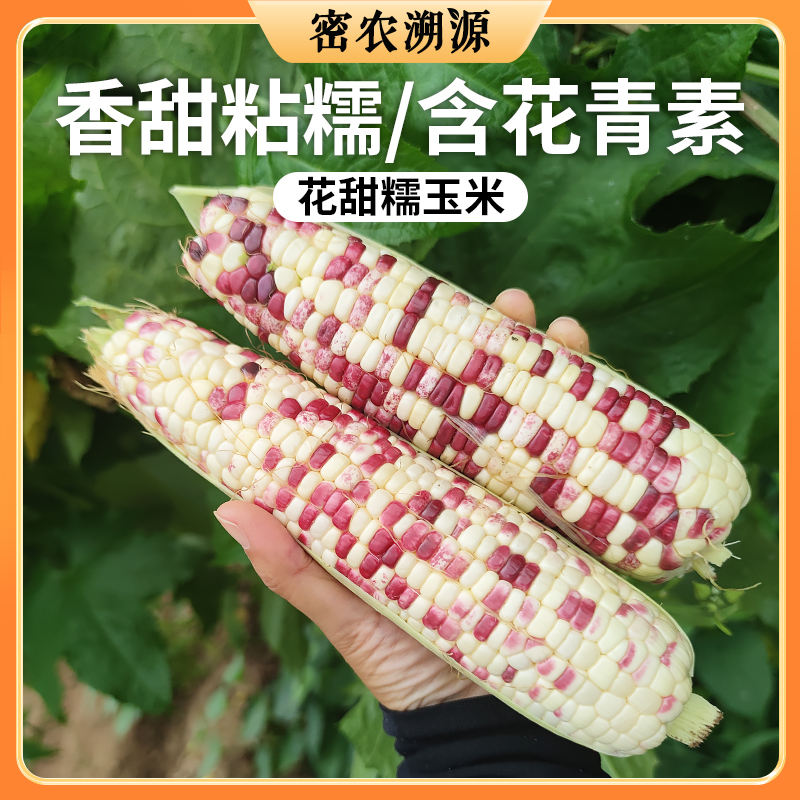 密云现掰农家花甜糯玉米包邮 新鲜现掰  鲜嫩甜糯  花粒鲜食玉米