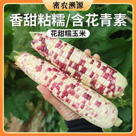 密云现掰农家花甜糯玉米包邮 新鲜现掰  鲜嫩甜糯  花粒鲜食玉米