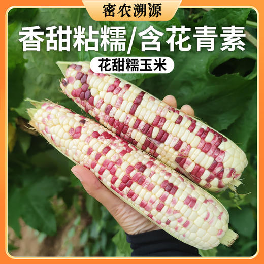 密云现掰农家花甜糯玉米包邮 新鲜现掰  鲜嫩甜糯  花粒鲜食玉米 商品图0