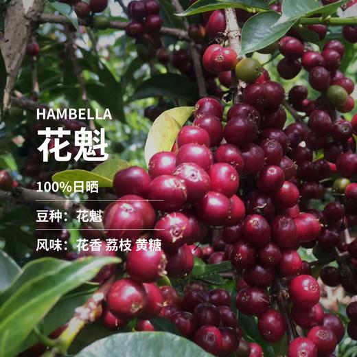 【新品尹烨推荐】华大精品咖啡豆新鲜烘焙手冲花魁耶加雪菲阿拉比卡豆美式意式 商品图2