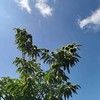 云南 生态鲜板栗（无刺球鲜果） 商品缩略图3