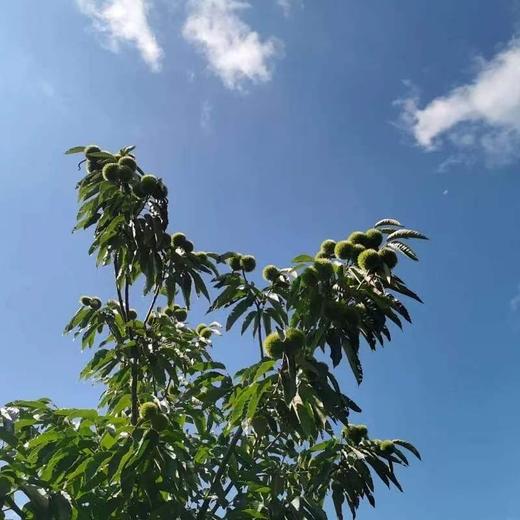 云南 生态鲜板栗（无刺球鲜果） 商品图3