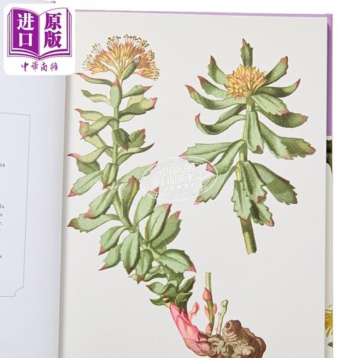 【中商原版】药用植物 英国皇家植物园口袋书系 英文原版 Kew Pocketbooks Medicinal Plants Melanie Jayne Howes 商品图2
