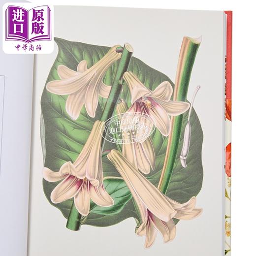 【中商原版】中国植物 英国皇家植物园口袋书系 Kew Pocketbooks Chinese Plants 英文原版 Alex Summers 商品图2