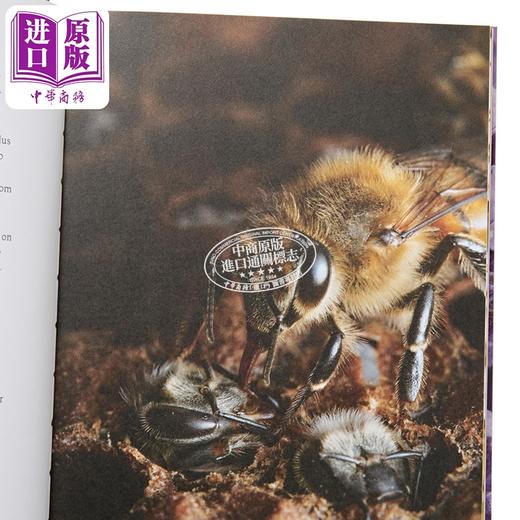 【中商原版】蜂巢之心 蜜蜂的内在世界和蜂巢的生命力 Heart of the Hive 英文原版 Hilary Kearney 希拉里 科尔尼 商品图2