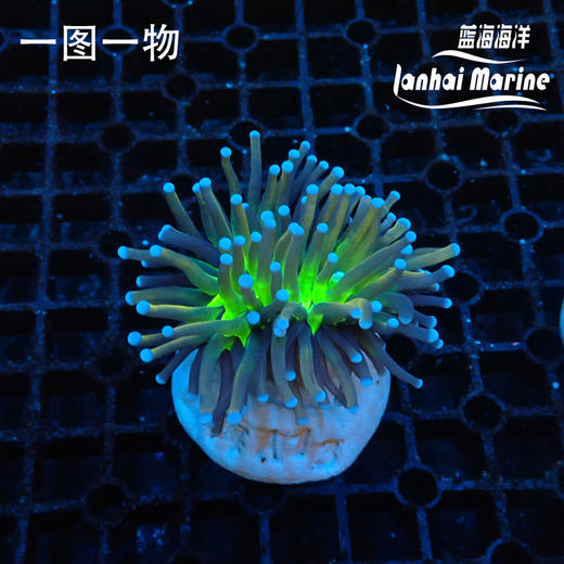 人工尼克斯金火柴 商品图4