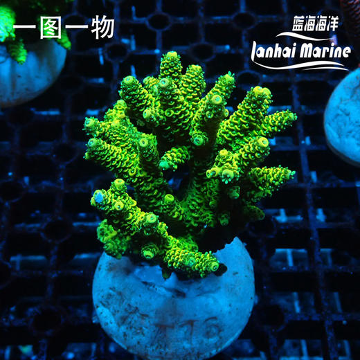 人工sps断枝 商品图4