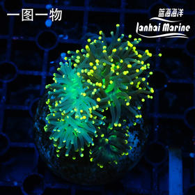 人工彩点火柴