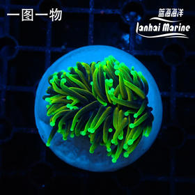 人工地狱火金火柴