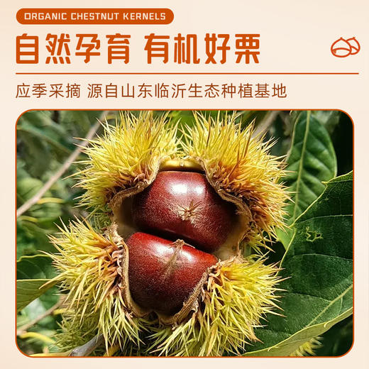 有机板栗仁 香甜软糯 开袋即食 |坤五农场 商品图1