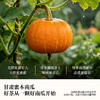 【赠杯子+吸管】喜善花房 南瓜茶 3g*15包/盒 温润南瓜香一杯自然甜 商品缩略图2