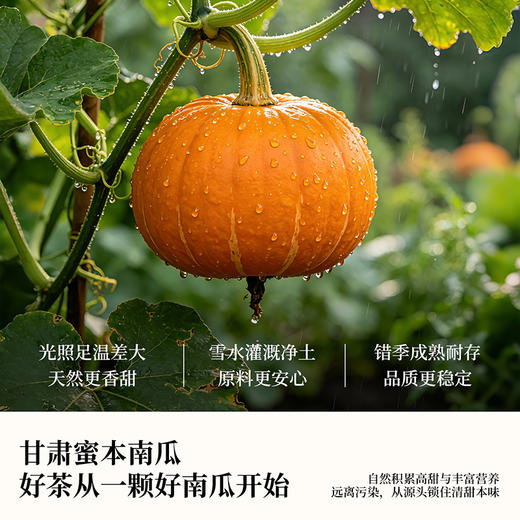 【赠杯子+吸管】喜善花房 南瓜茶 3g*15包/盒 温润南瓜香一杯自然甜 商品图2