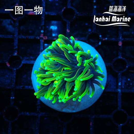 人工地狱火金火柴 商品图1