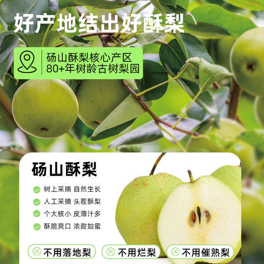 【真材实料】喜善花房 纯梨膏 10g*7条/盒 甜润随心搭配美味加倍 商品图2