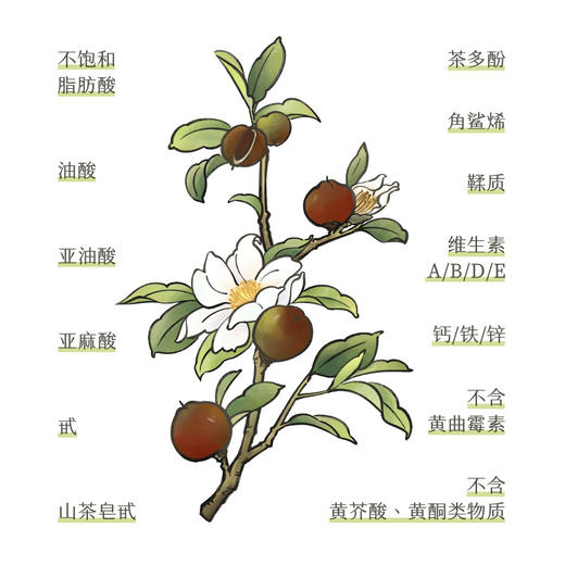 生态山茶油  古法冷榨 生态种植|念恩山 商品图5
