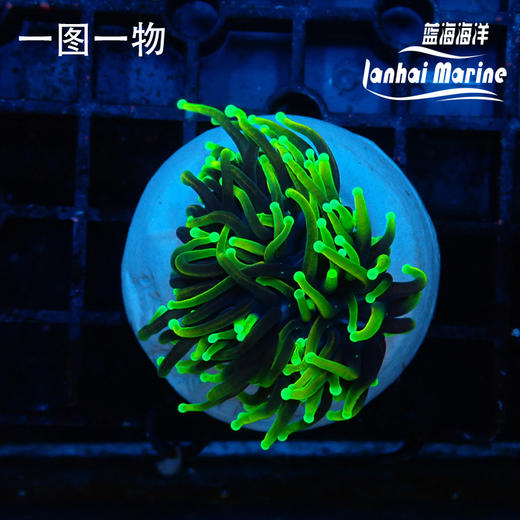 人工地狱火金火柴 商品图2