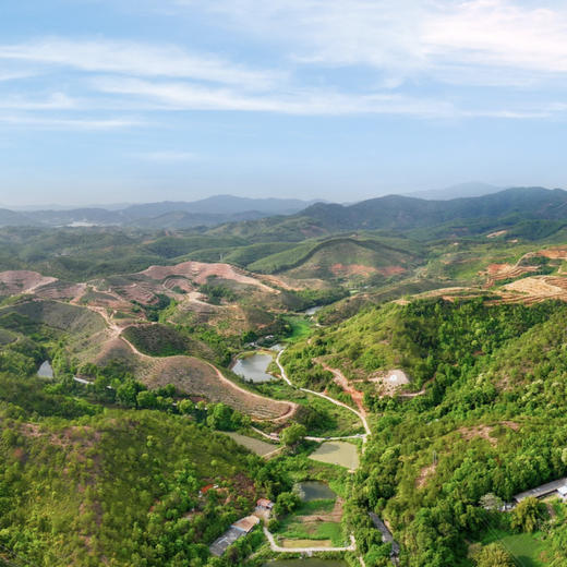 生态山茶油  古法冷榨 生态种植|念恩山 商品图6