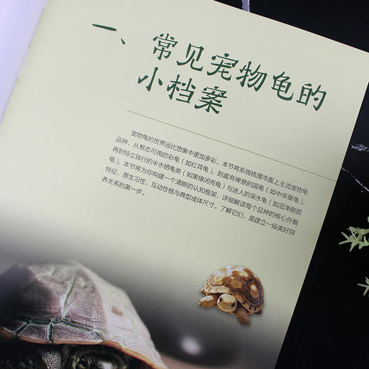 慢养一只龟：宠物龟饲养指南 商品图2