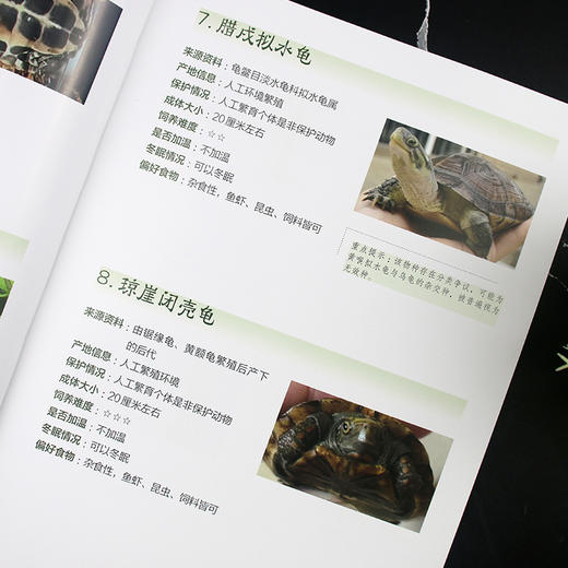 慢养一只龟：宠物龟饲养指南 商品图3