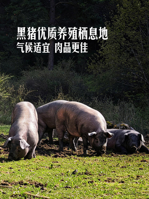 MM 山姆 Member's Mark 黑猪午餐肉 60g*6/12片 商品图2