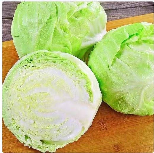 【QT】洋白菜 商品图2