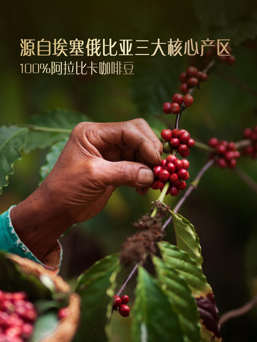 MM 山姆 Member's Mark 埃塞俄比亚精品咖啡组合 440g 商品图2