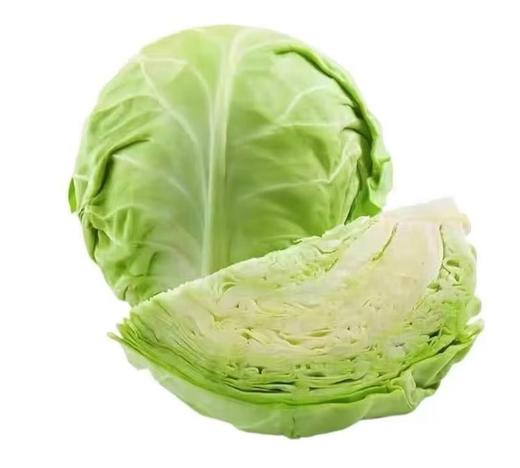 【QT】洋白菜 商品图1