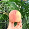 【湖北省内包邮】 郧阳区刘洞水蜜桃  12枚/箱 商品缩略图2