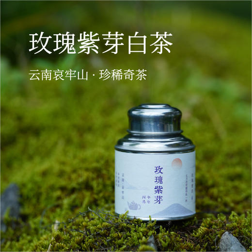 云南哀牢山「玫瑰紫芽茶」| 产自云南哀牢山秘境，香气奇特，犹如晨露的玫瑰香气 商品图0