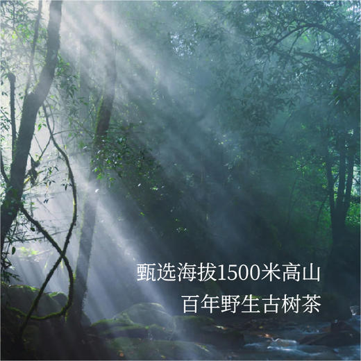 云南哀牢山「玫瑰紫芽茶」| 产自云南哀牢山秘境，香气奇特，犹如晨露的玫瑰香气 商品图4
