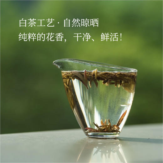云南哀牢山「玫瑰紫芽茶」| 产自云南哀牢山秘境，香气奇特，犹如晨露的玫瑰香气 商品图1