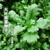 【YMHR】茼蒿 清香大叶美味茼蒿 商品缩略图1