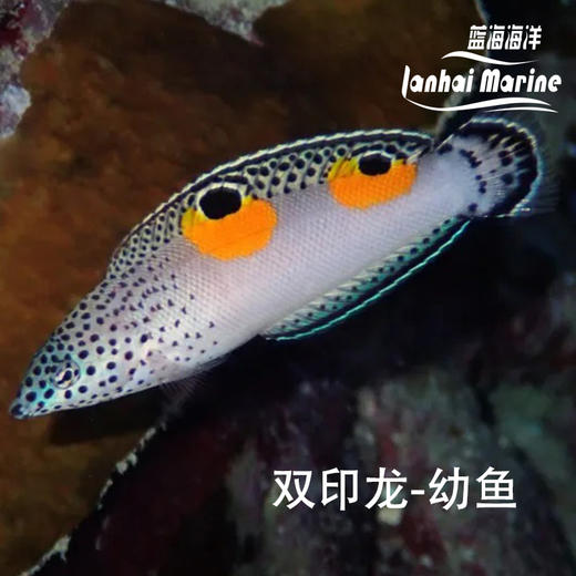 双印龙 商品图1