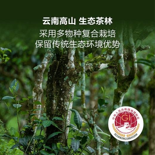 MM 山姆 沧澜古茶 古树熟普 8g*20/40包 商品图4