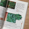 新鲜中草药菜疗指南 商品缩略图4