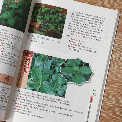 新鲜中草药菜疗指南 商品图4