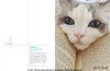 Cats & Books / 猫与书 商品缩略图1