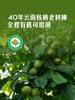 MM 山姆 Member's Mark 有机云南核桃仁 250g*2/4包 商品缩略图2