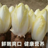 【YMHR】新鲜玉兰菜 新鲜采摘 商品缩略图1