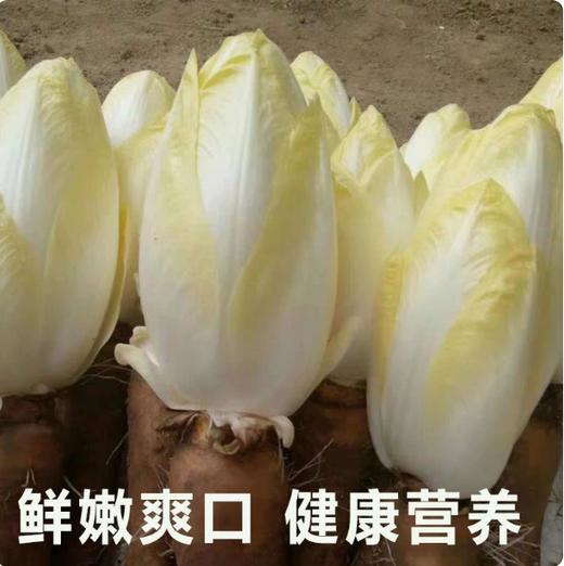 【YMHR】新鲜玉兰菜 新鲜采摘 商品图1